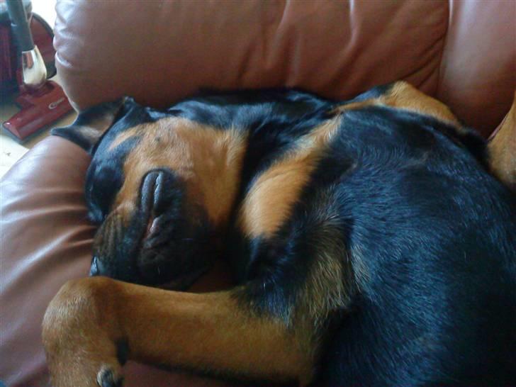 Rottweiler Mudde - En lille middagslur billede 4