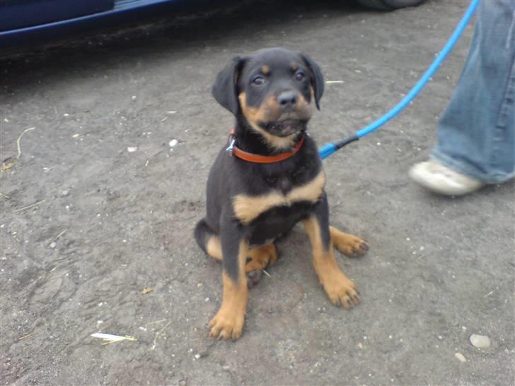 Rottweiler Mudde - Mudde som lille igen billede 5