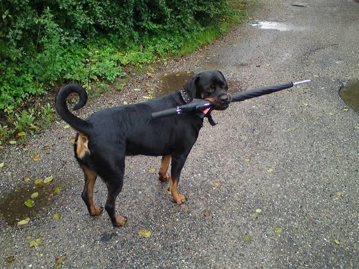 Rottweiler Mudde - Tænk nu hvis det regner :) billede 6