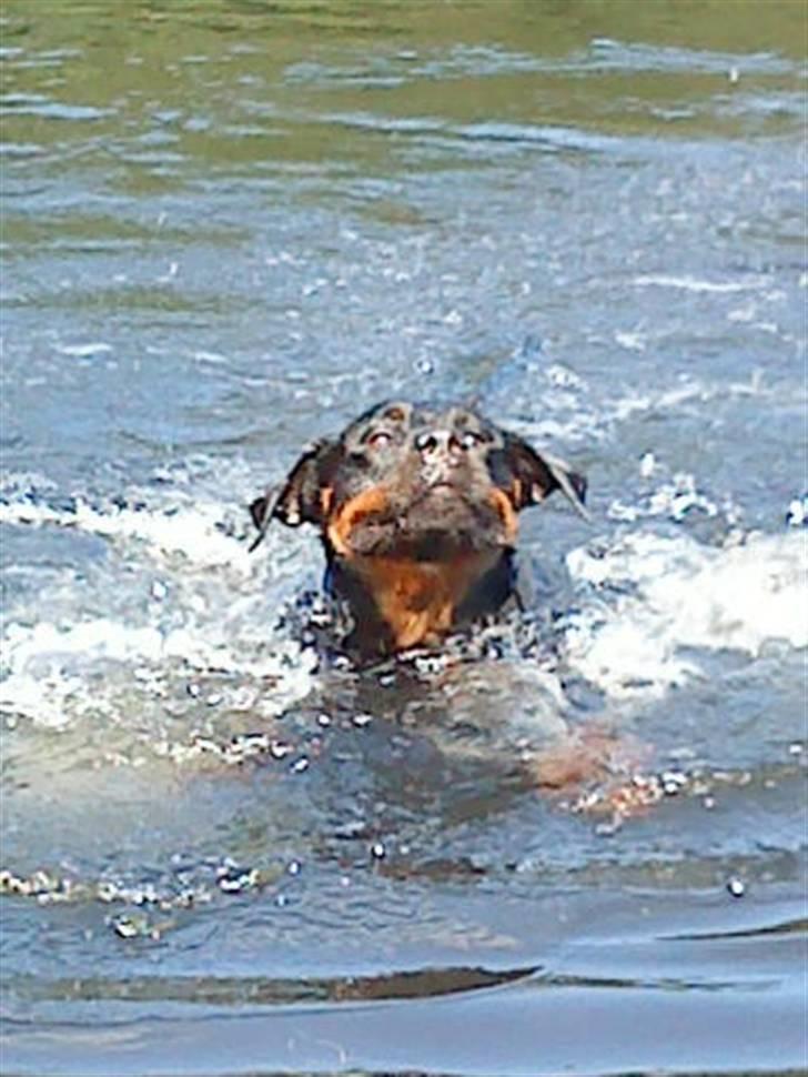 Rottweiler Mudde - En skøn svømme tur billede 7