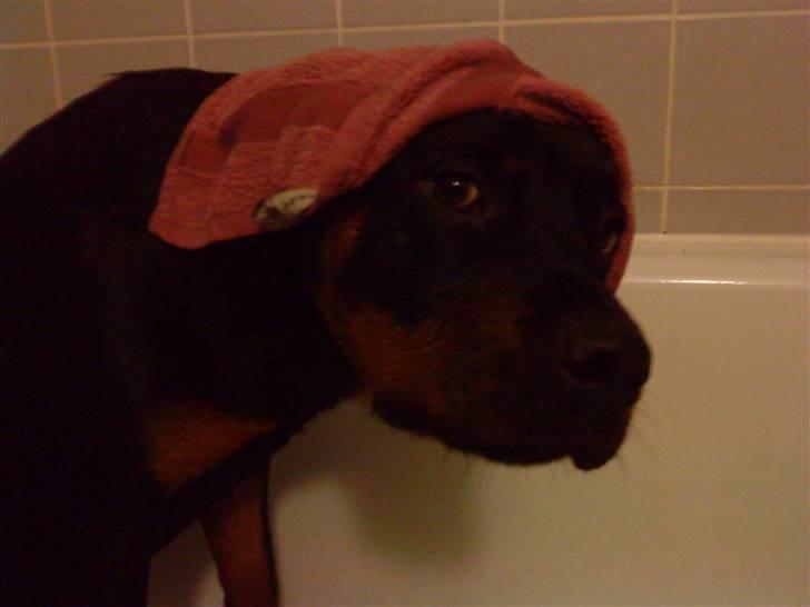 Rottweiler Mudde - Ja, hvad kan man sige billede 8