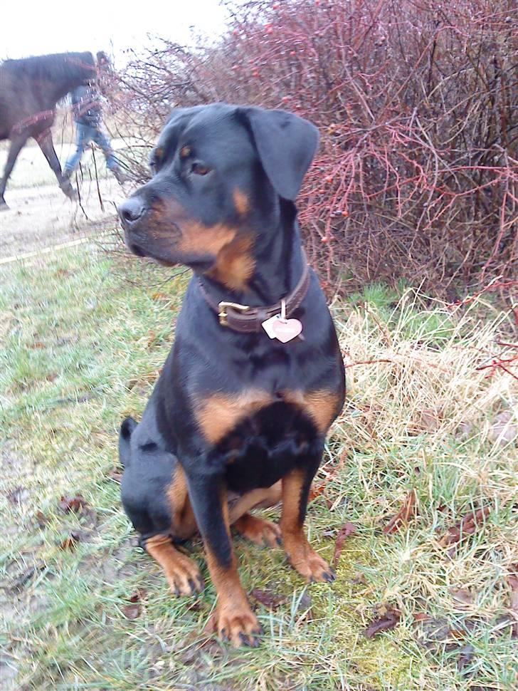 Rottweiler Mudde billede 9