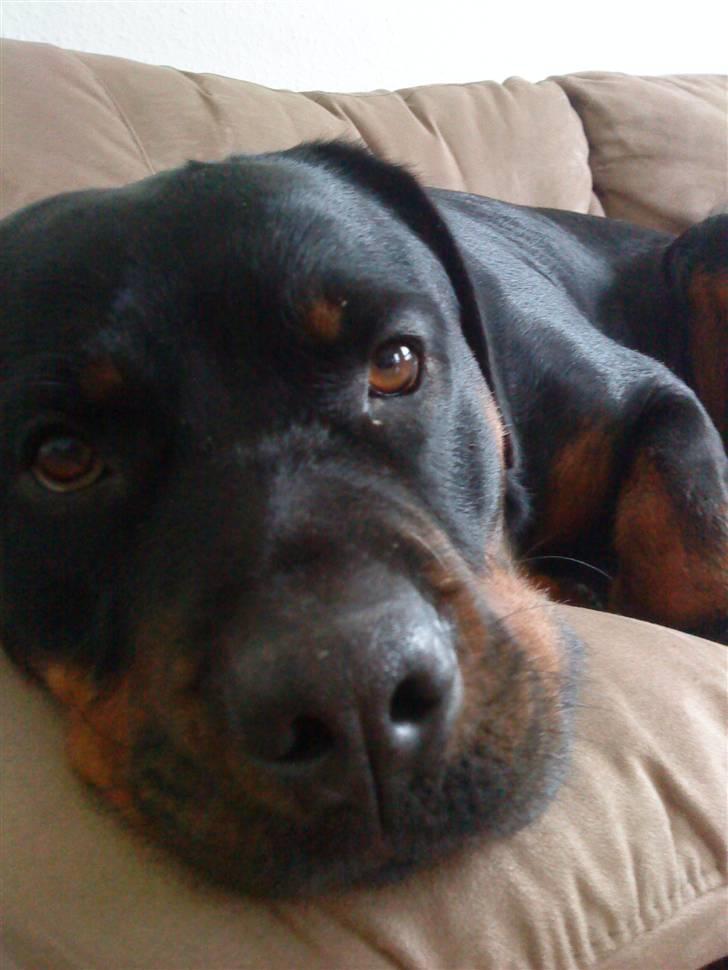 Rottweiler Mudde - Man kan ikke sige hun er hyperaktiv. billede 10