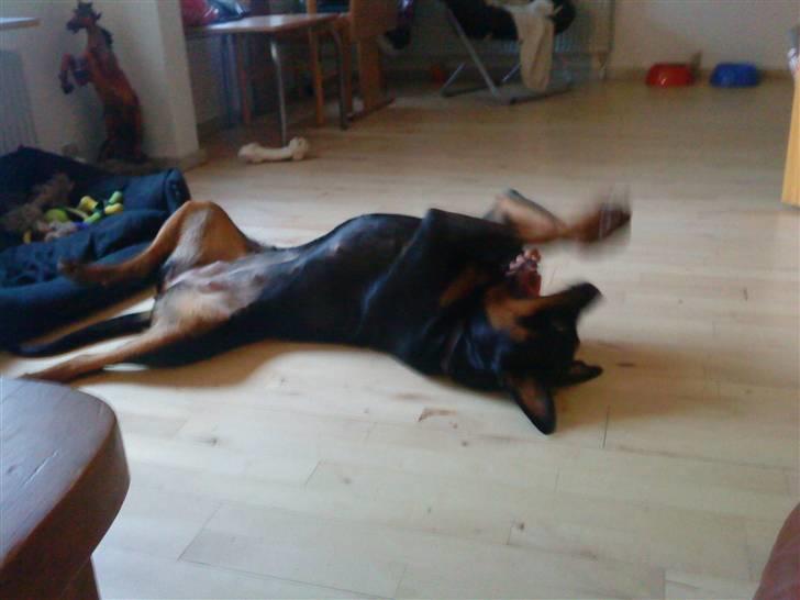 Rottweiler Mudde - Her ligger hun så og  leger med sig selv. billede 11