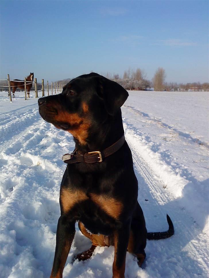 Rottweiler Mudde - Mudde i sne! billede 12