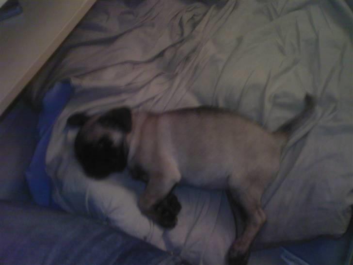 Mops Minnie - RIP 09.03.13 - Lille og træt. billede 7