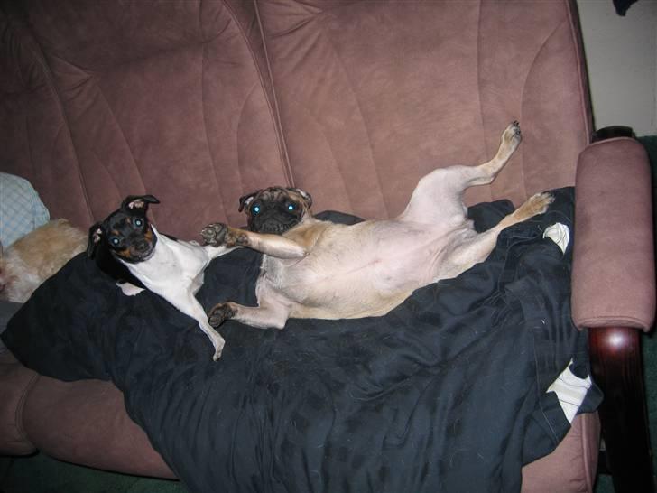 Mops Minnie - RIP 09.03.13 - Minnie leger med sin veninde fra hvalpetiden af. billede 8