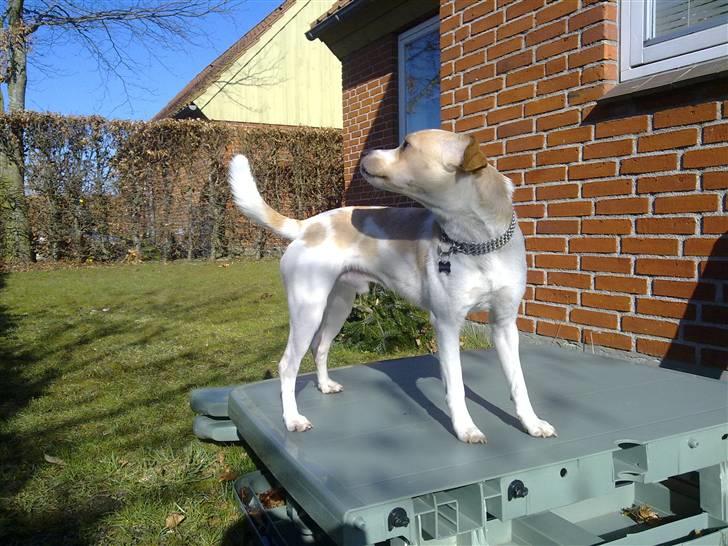 Dansk svensk gaardhund Mr. Macho - se hvor fint jeg ka stå:-) (ualmindelig svært at få et billede hvor han står stille.. hehe) billede 17