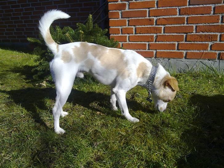 Dansk svensk gaardhund Mr. Macho - ja hanhund er man vel, så der ska snuses ALLE steder!! billede 18