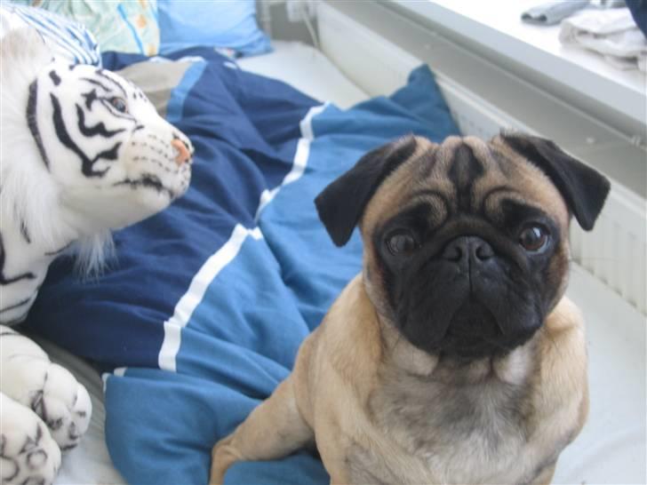 Mops Minnie - RIP 09.03.13 - På sengen med sin legetiger i baggrunden. billede 10