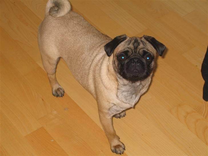 Mops Minnie - RIP 09.03.13 - Hvad sker der her? billede 11