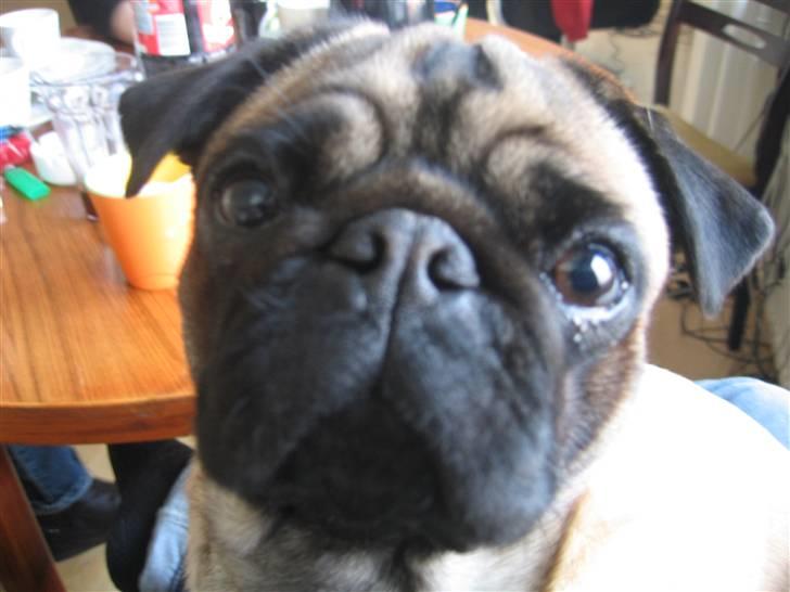 Mops Minnie - RIP 09.03.13 - Aldeles nysgerrig! billede 12