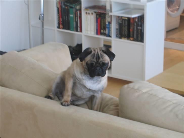 Mops Minnie - RIP 09.03.13 - Lidt træt på sofaen. billede 13