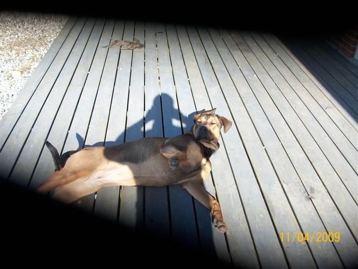 Cane corso TøZen - Flyt dig far .. du står sku lige i solen !!! billede 14