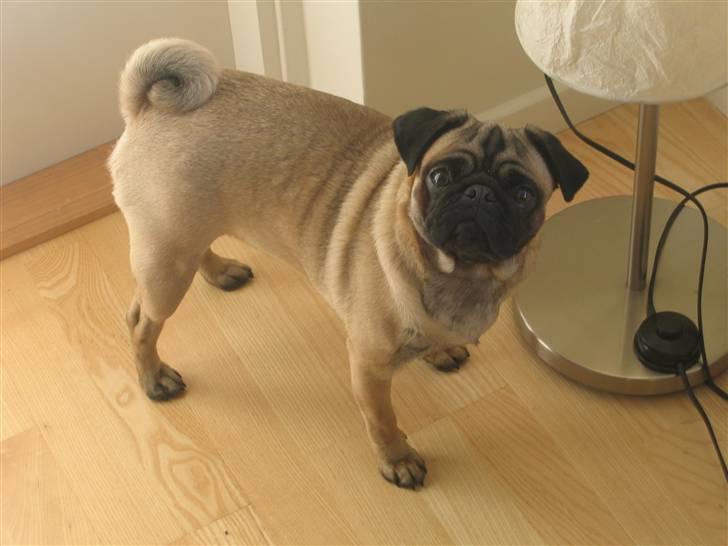 Mops Minnie - RIP 09.03.13 - Hvad sker der her? billede 14