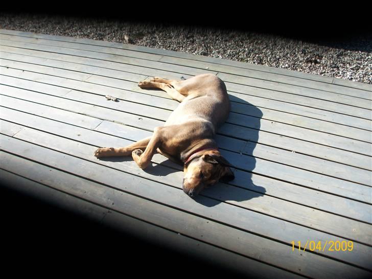 Cane corso TøZen billede 15