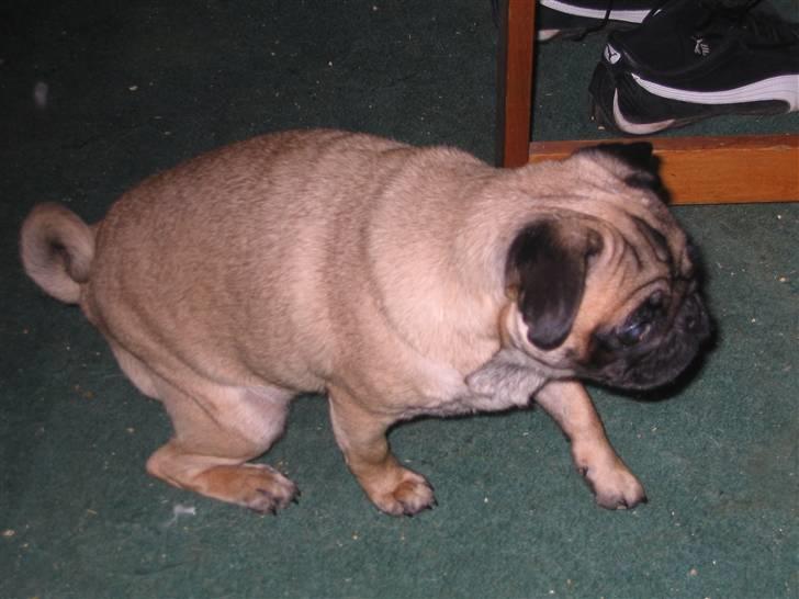 Mops Minnie - RIP 09.03.13 - På listefødder... billede 15