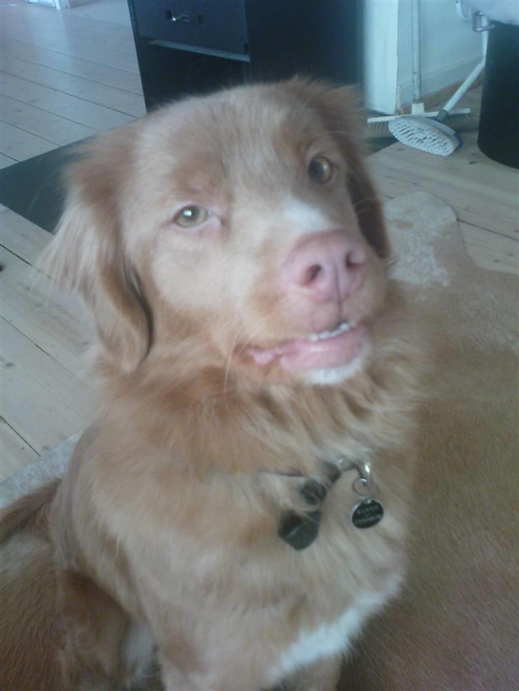 Nova scotia duck tolling retriever stalkers beauty (himmelhund) billede 4