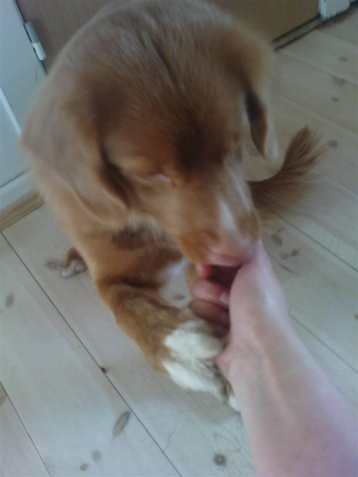 Nova scotia duck tolling retriever stalkers beauty (himmelhund) billede 5