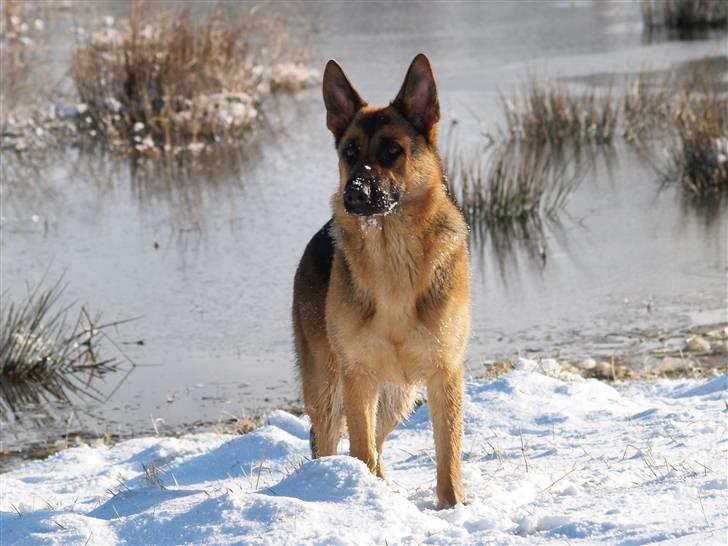 Schæferhund Bjarli`s Libi. billede 12