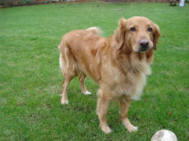 Hovawart Cindi billede 18