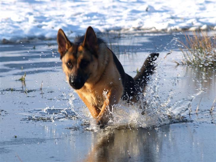 Schæferhund Bjarli`s Libi. billede 13