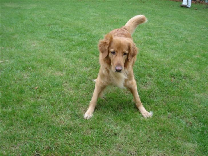 Hovawart Cindi billede 19