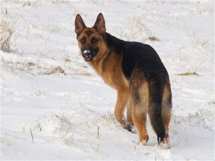 Schæferhund Bjarli`s Libi. billede 14