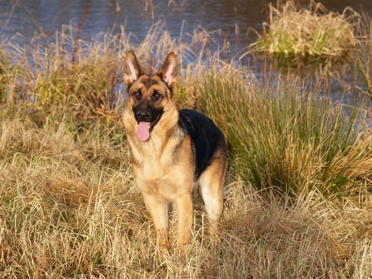 Schæferhund Bjarli`s Libi. billede 15