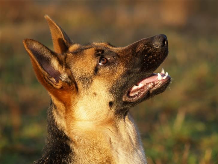 Schæferhund Bjarli`s Libi. billede 16