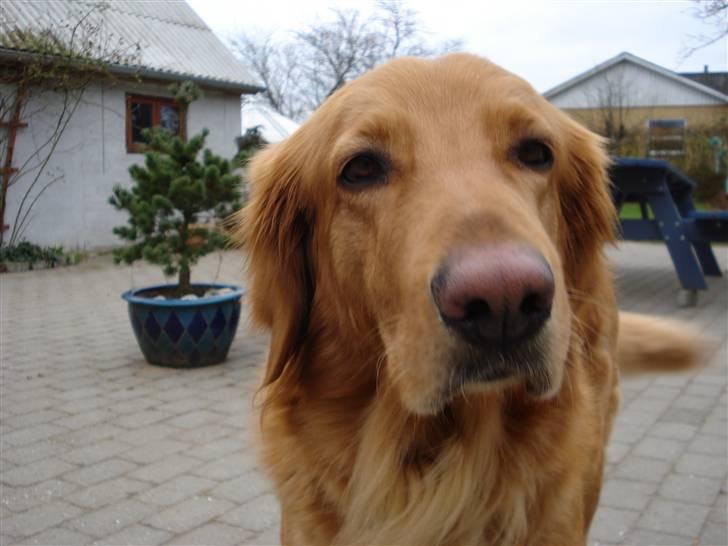 Hovawart Cindi billede 20