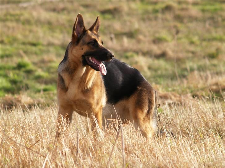 Schæferhund Bjarli`s Libi. billede 17
