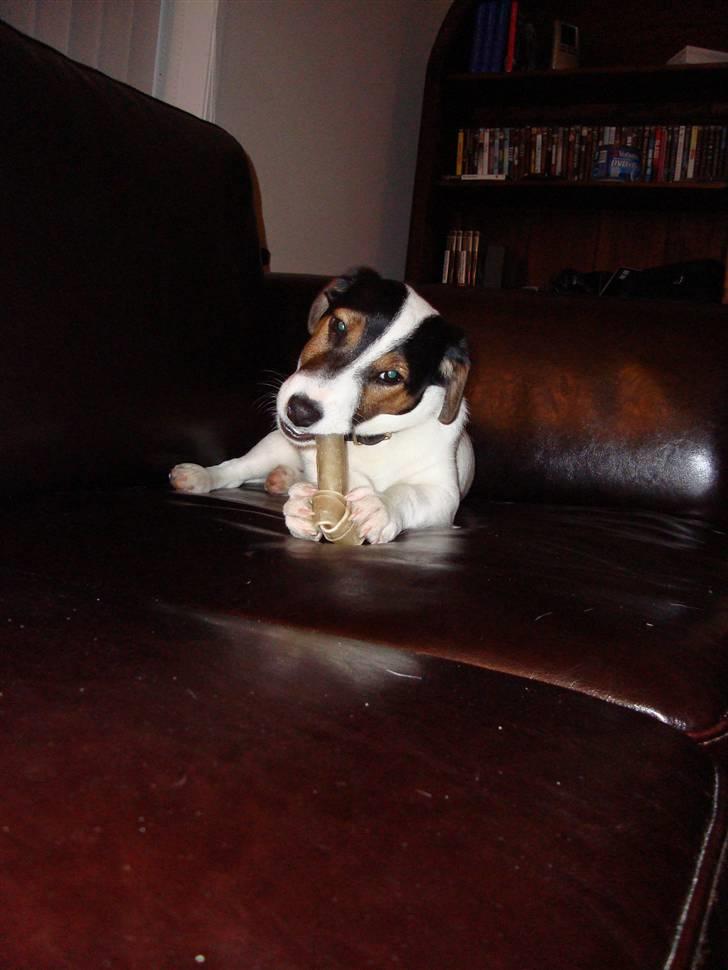 Jack russell terrier Teddy billede 3