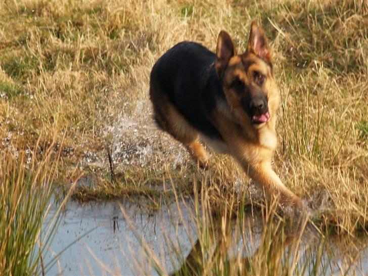 Schæferhund Bjarli`s Libi. billede 18