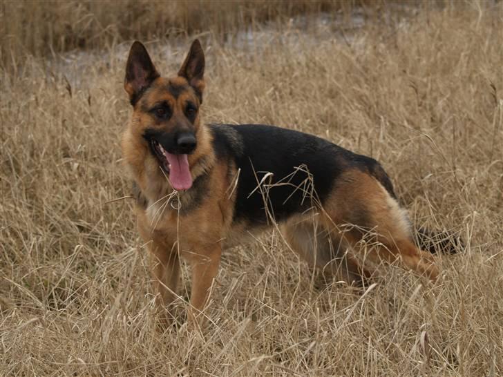 Schæferhund Bjarli`s Libi. billede 19