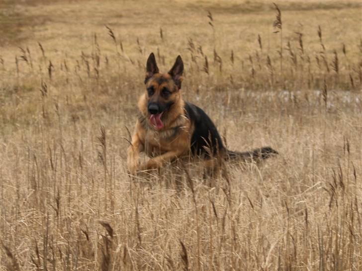 Schæferhund Bjarli`s Libi. billede 20