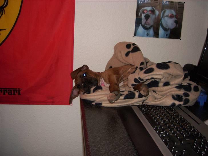 Boxer Emma billede 19