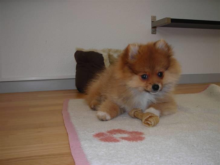 Pomeranian Luka - Luka leger med sit kødben billede 1