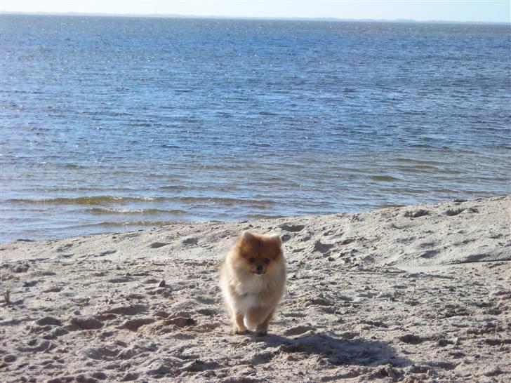 Pomeranian Luka - Luka ved fjorden billede 2