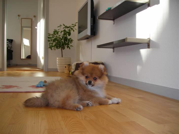 Pomeranian Luka - Luka hjemme igen billede 4
