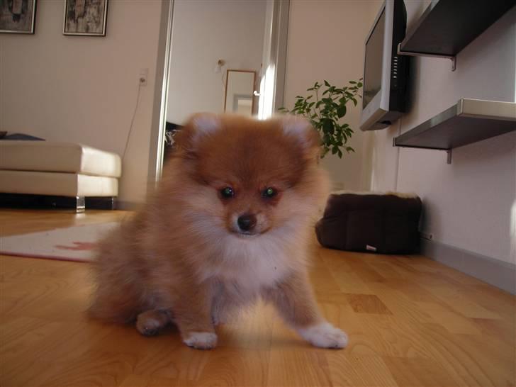 Pomeranian Luka - Søde Luka billede 5