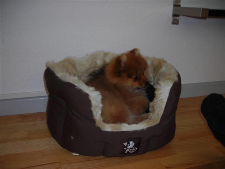 Pomeranian Luka - Luka putter i sin kurv billede 6