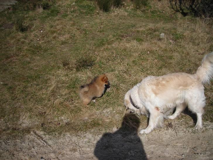 Pomeranian Luka - Der snuses og undersøges billede 8