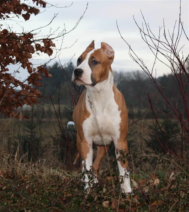 Amerikansk staffordshire terrier *SHADIE* billede 17