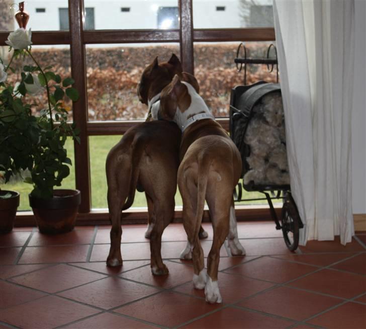 Amerikansk staffordshire terrier *SHADIE* billede 18