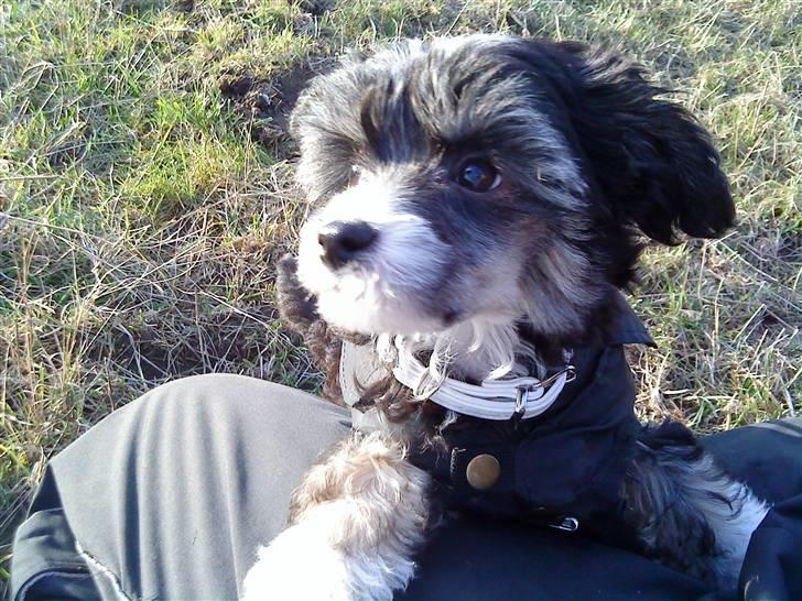 Chinese crested powder puff Mocca billede 12