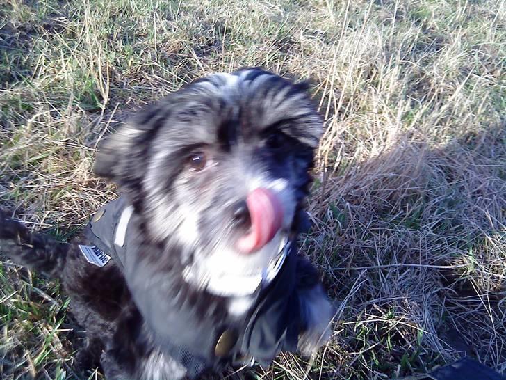 Chinese crested powder puff Mocca billede 13