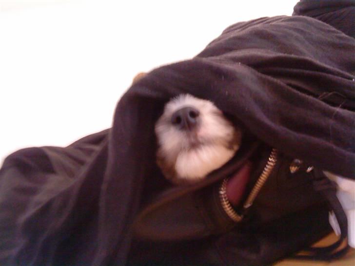 Chinese crested powder puff Mocca billede 14