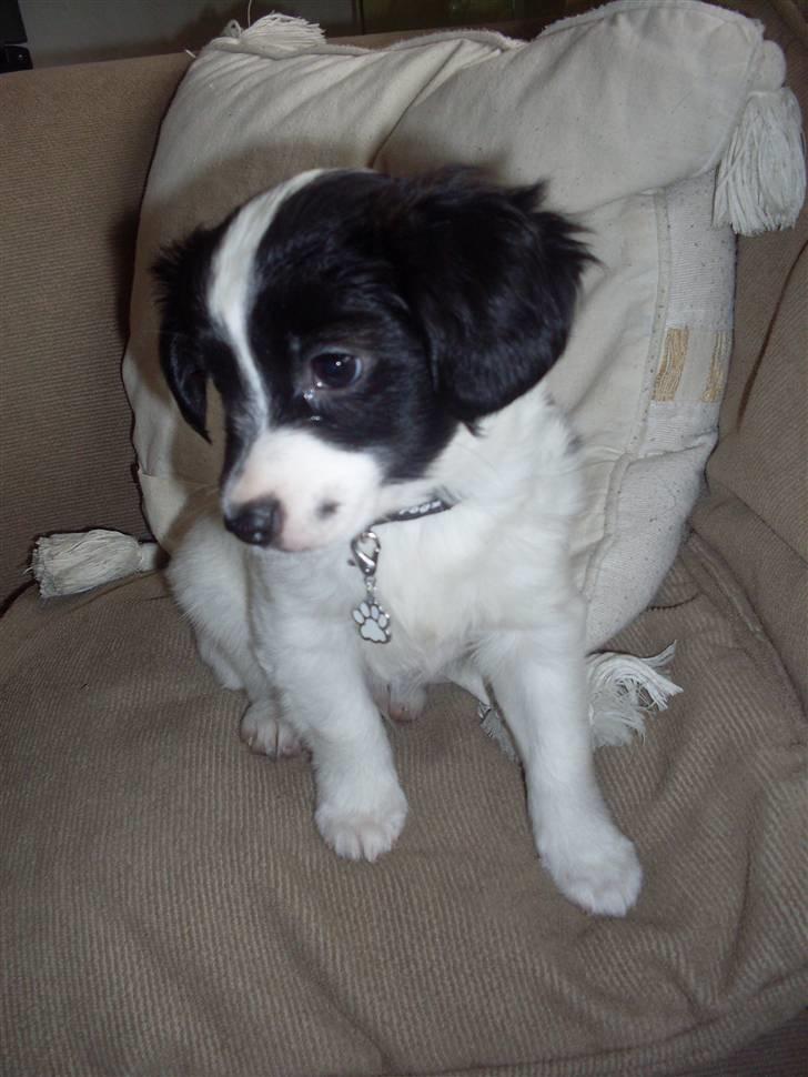 Blanding af racer Bixy Pixi - Mit første fine halsbånd. :) Hader og ha det på. Hehe.. billede 5