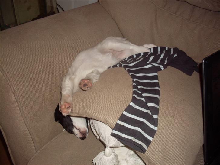 Blanding af racer Bixy Pixi - Ja, jeg sover på nogle mærkelige måder nogle gange.. :) billede 6